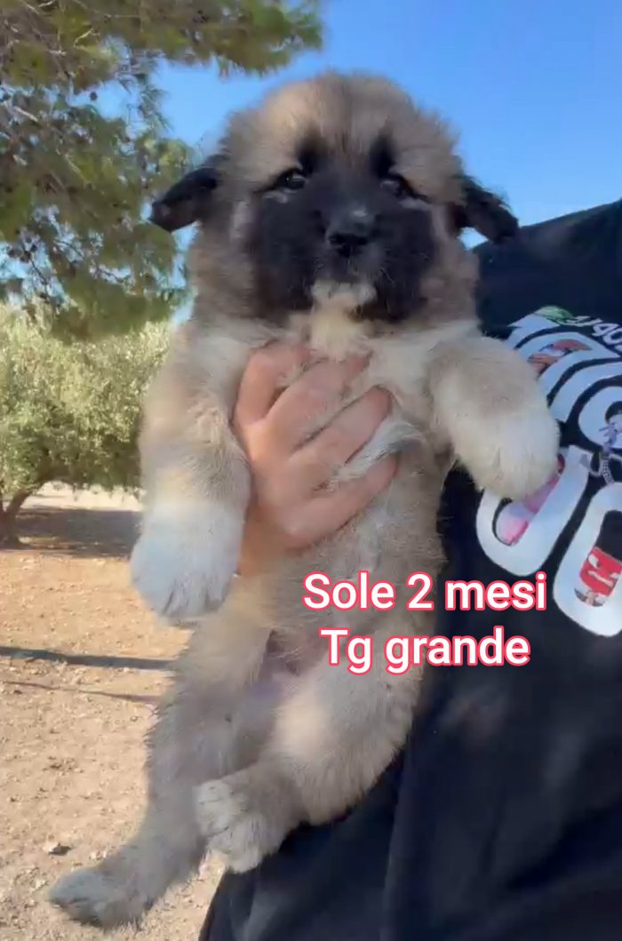 Cucciole simil caucaso