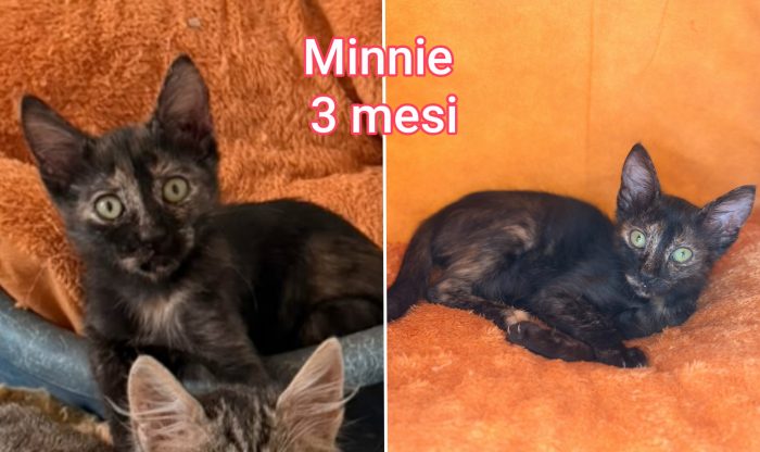 Miao! Micini adozioni