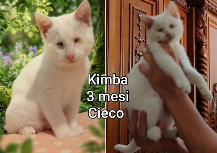 Miao! Micini adozioni
