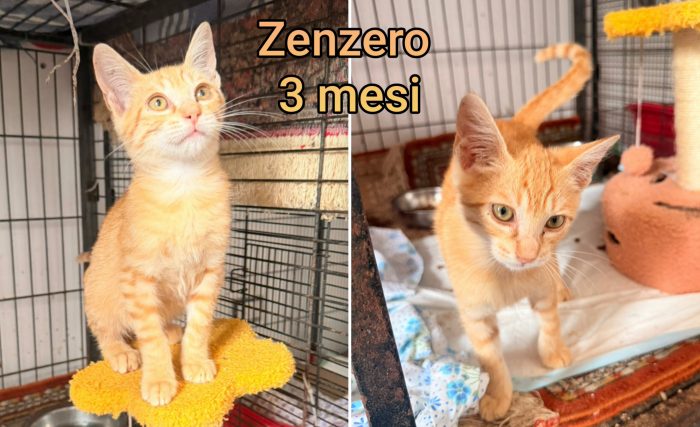Miao! Micini adozioni