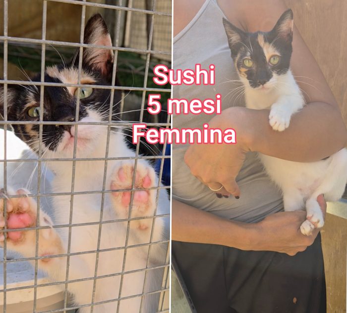 Miao! Micini adozioni - media 6
