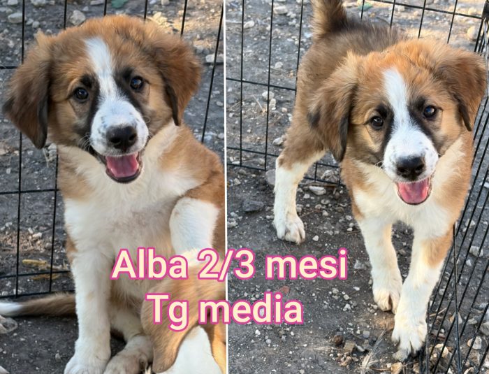 Siamo sommerse dai cuccioli - media 5