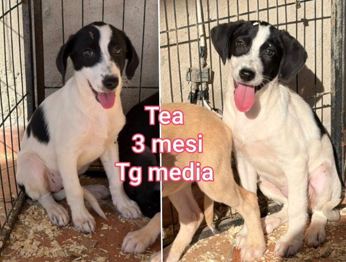 Siamo sommerse dai cuccioli - media 7