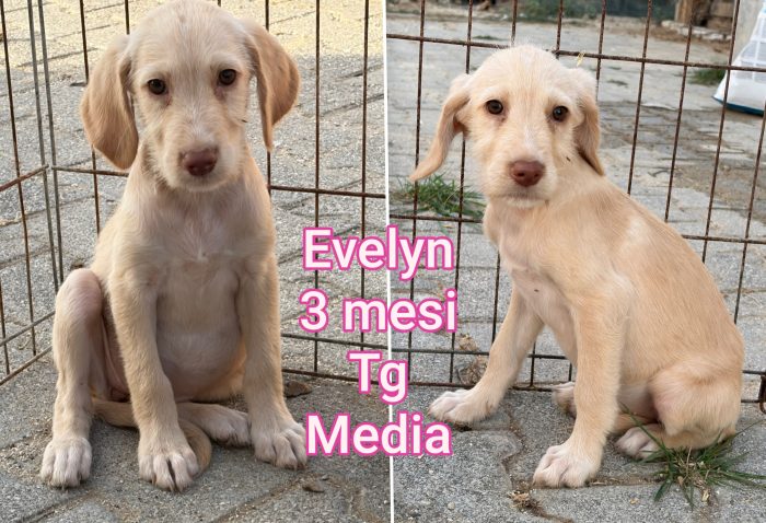 Siamo sommerse dai cuccioli - media 9