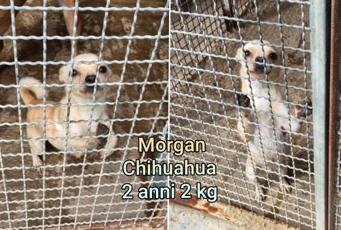 Piccoli canini cercano casa