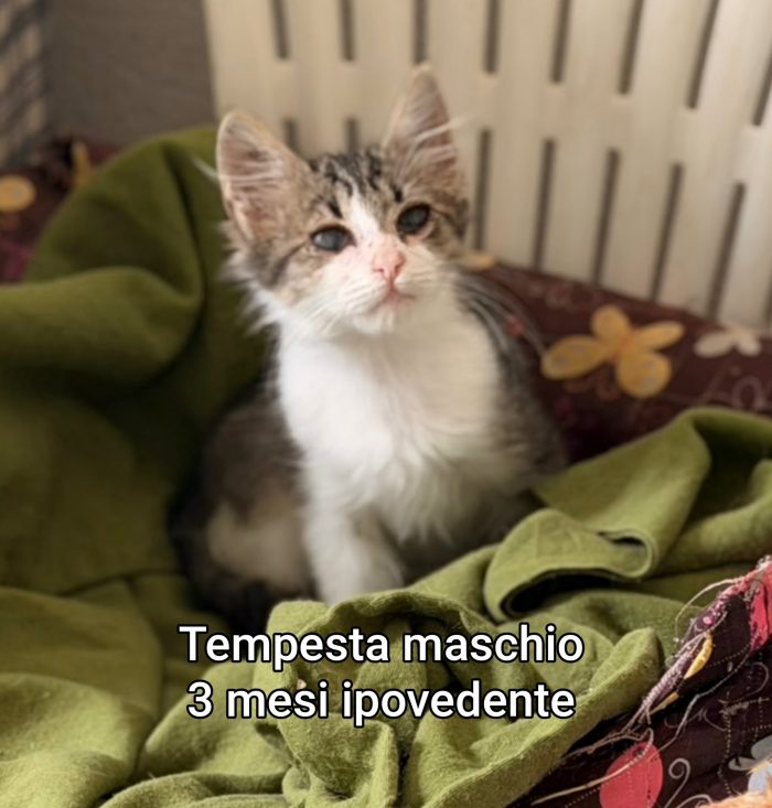 Micini: salvate una vita