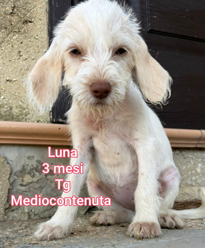 Cuccioli: servono adozioni