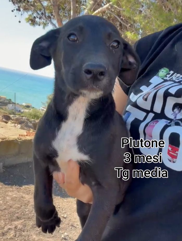 Cuccioli: servono adozioni