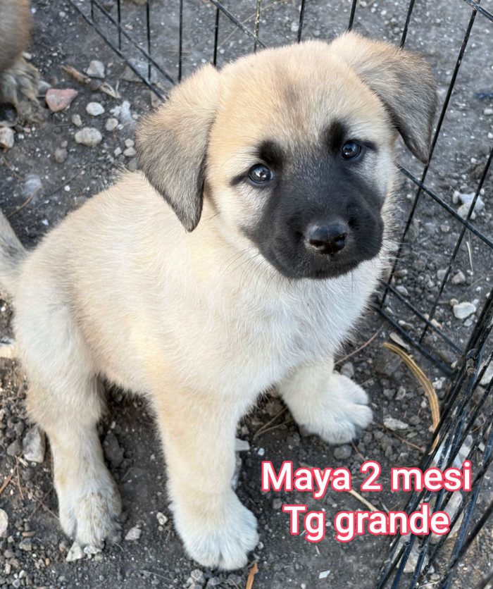 Cuccioli: servono adozioni - media 4