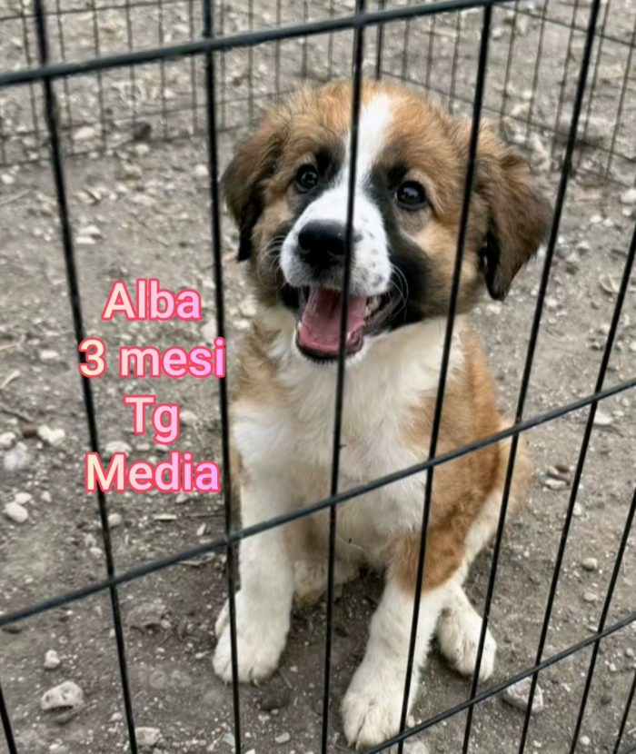 Cuccioli: servono adozioni - media 5