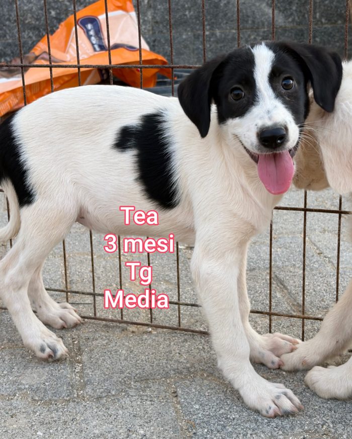 Cuccioli: servono adozioni - media 8