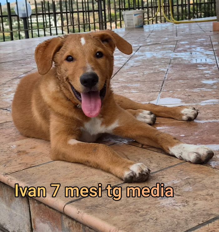 Cuccioli: servono adozioni - media 10