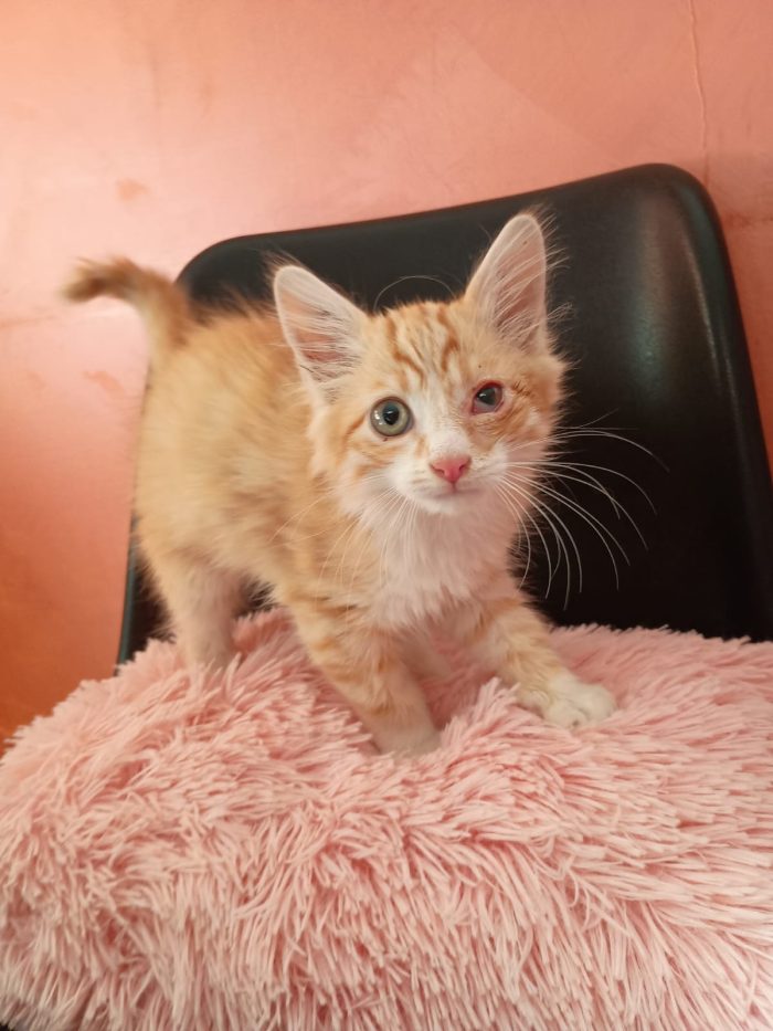 LIONEL - dolcissimo gattino di 2 mesi