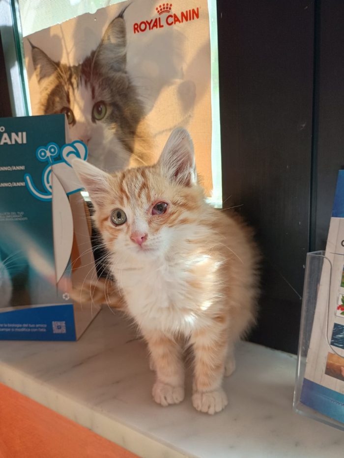 LIONEL - dolcissimo gattino di 2 mesi