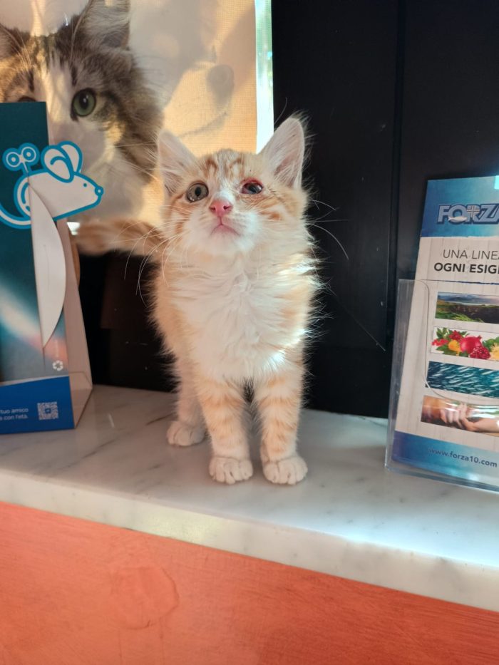 LIONEL - dolcissimo gattino di 2 mesi