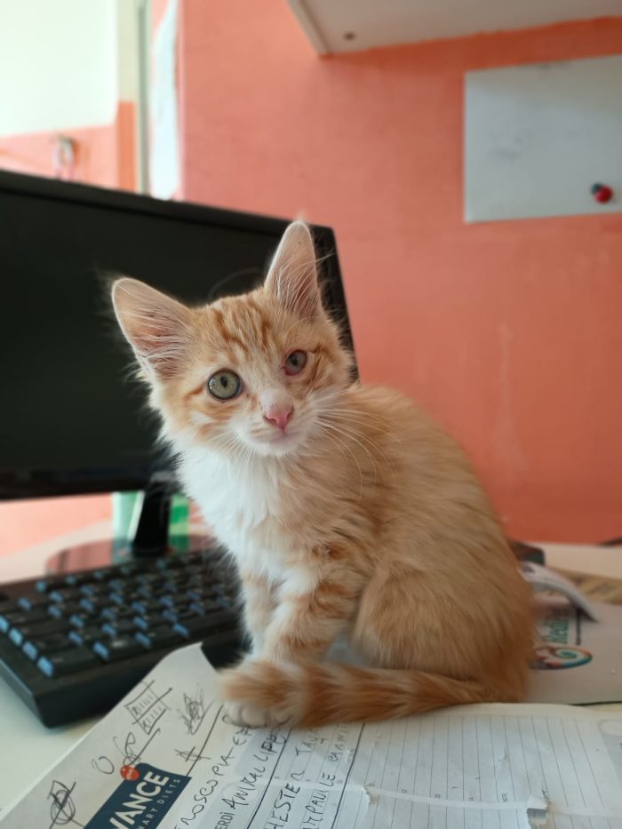 LIONEL - dolcissimo gattino di 2 mesi - media 5