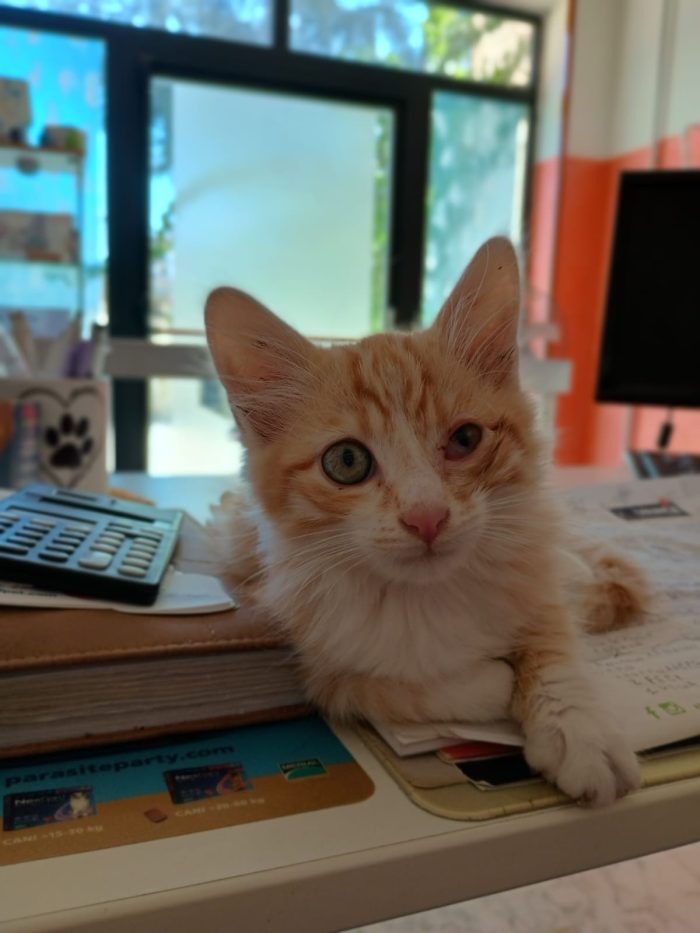 LIONEL - dolcissimo gattino di 2 mesi - media 4
