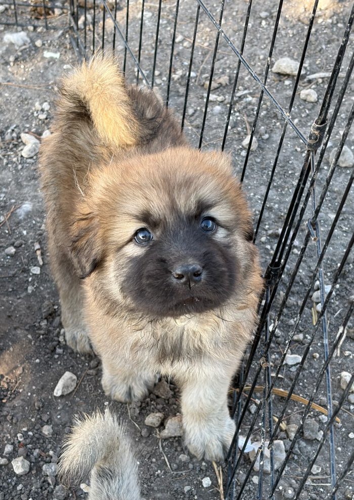 Kelly, cucciola mix caucaso