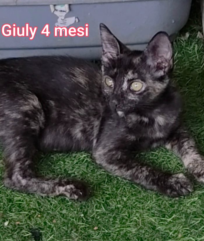 Tanti micetti soli