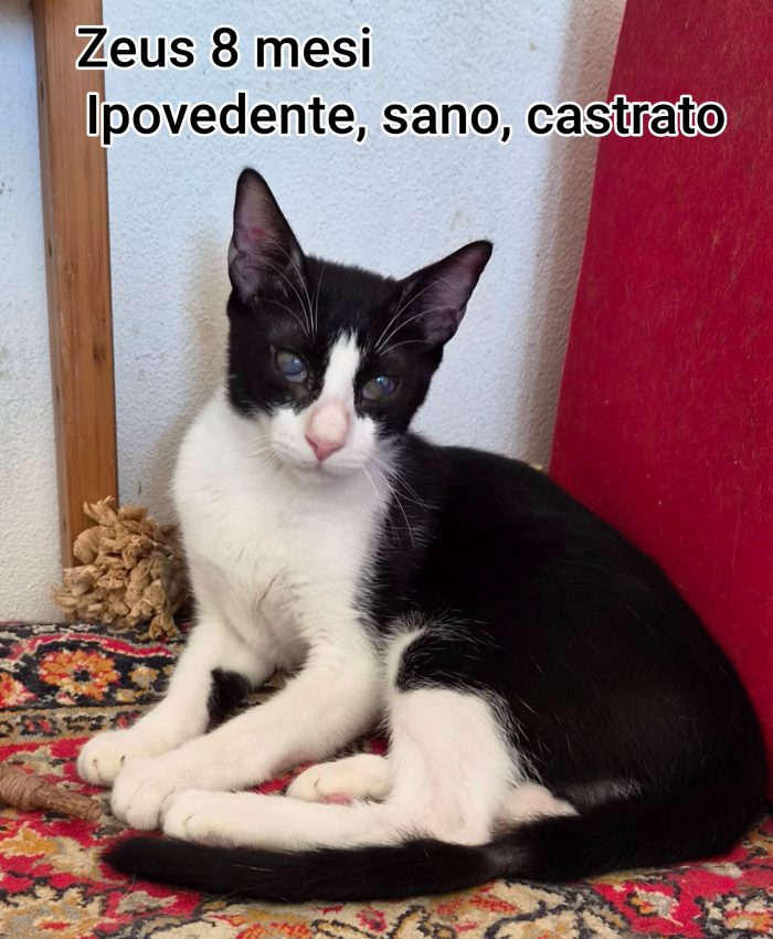 Tanti micetti soli - media 6