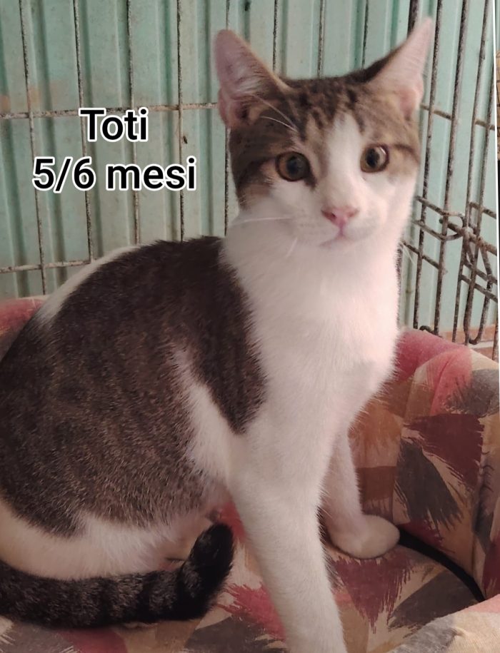 Tanti micetti soli - media 7