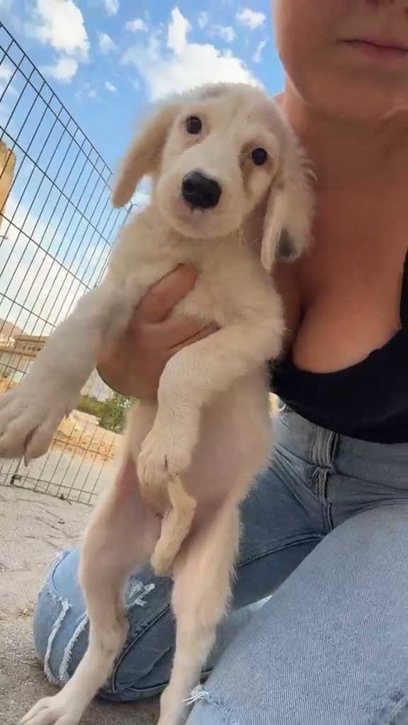 Ancora tanti cuccioli soli