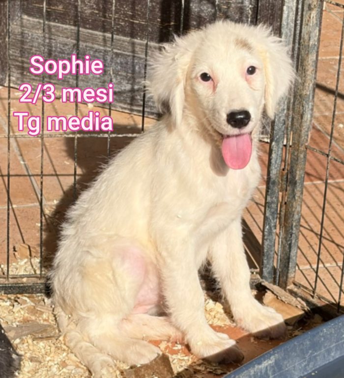 Ancora tanti cuccioli soli
