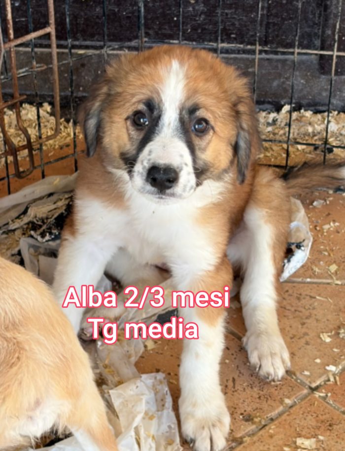 Ancora tanti cuccioli soli - media 10