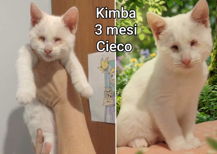 Meow, mici dai 3 mesi