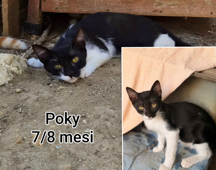 Meow, mici dai 3 mesi - media 4