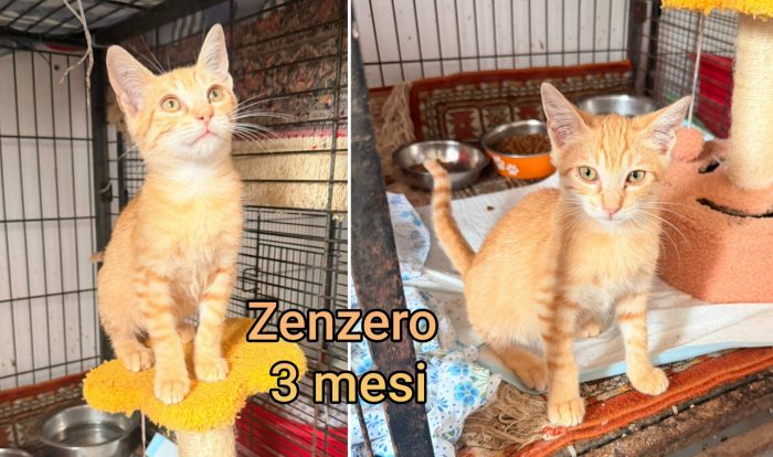 Meow, mici dai 3 mesi - media 5
