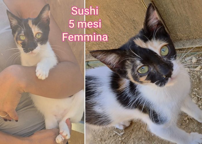 Meow, mici dai 3 mesi - media 6