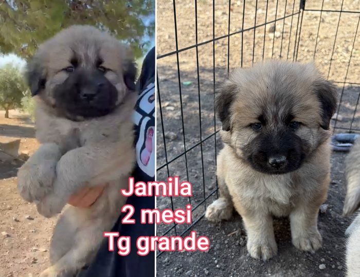 Bau bau! 2 / 3 mesi