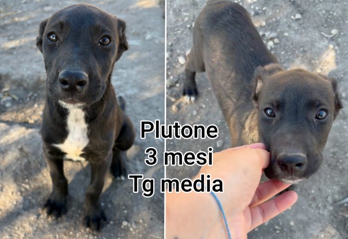Bau bau! 2 / 3 mesi - media 4