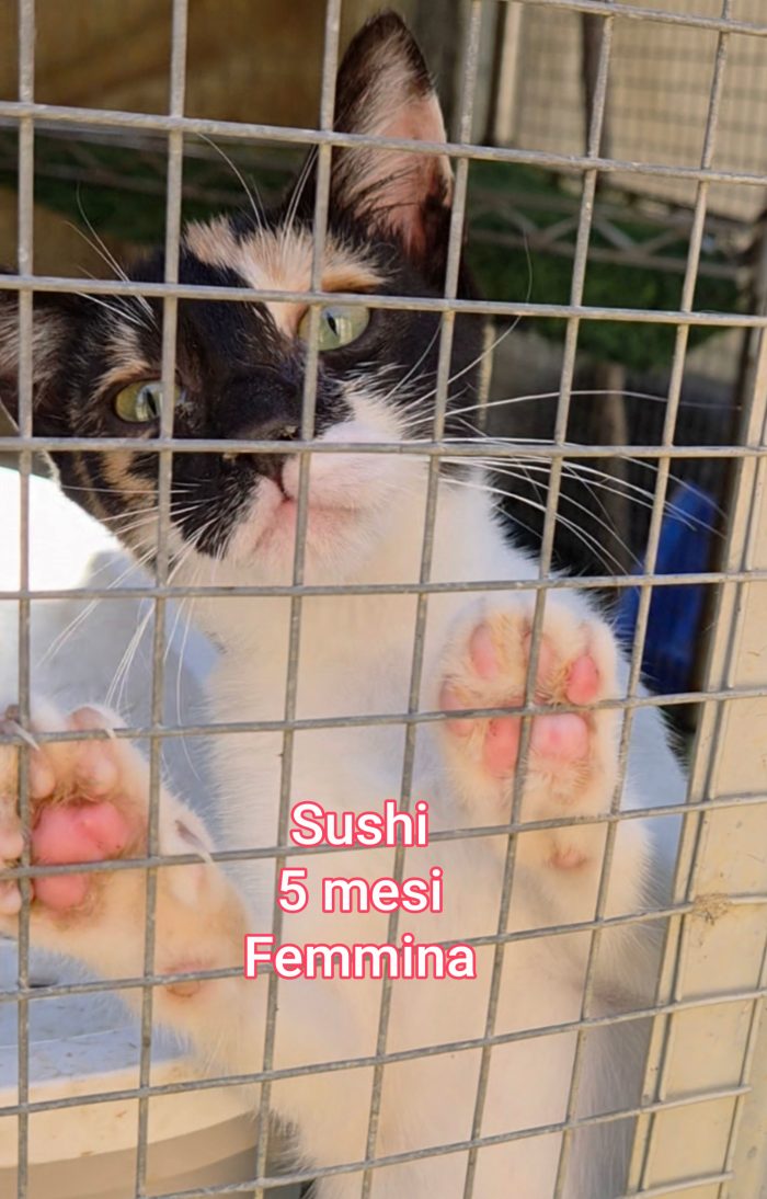 ADOTTA UN GATTINO
