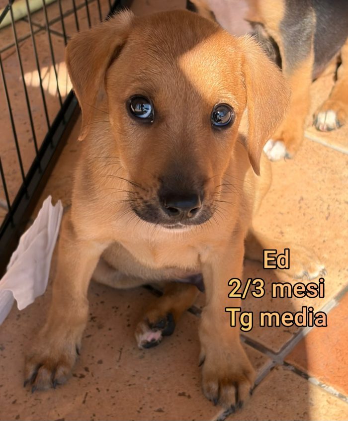 SALVA UN CUCCIOLO! - media 6