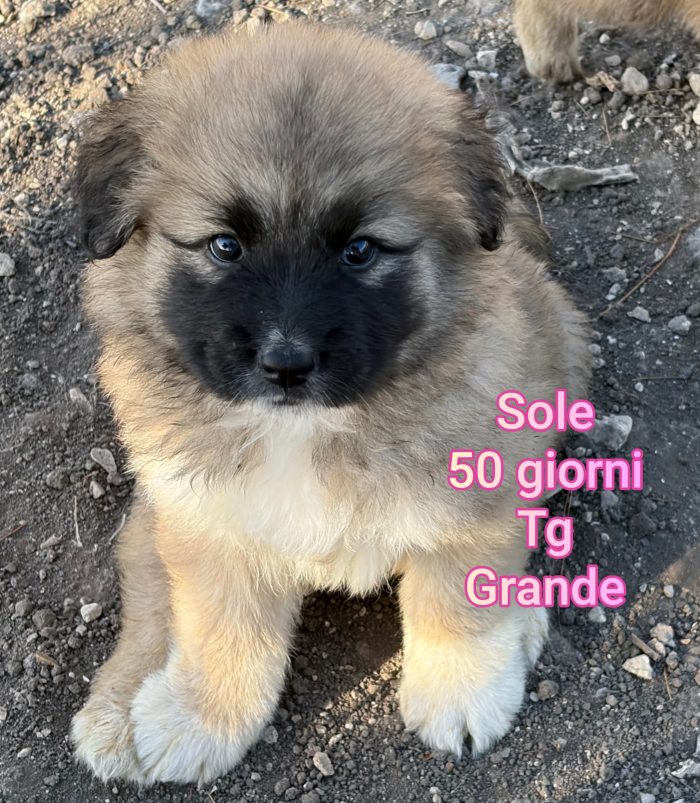 Cuccioline taglia grande