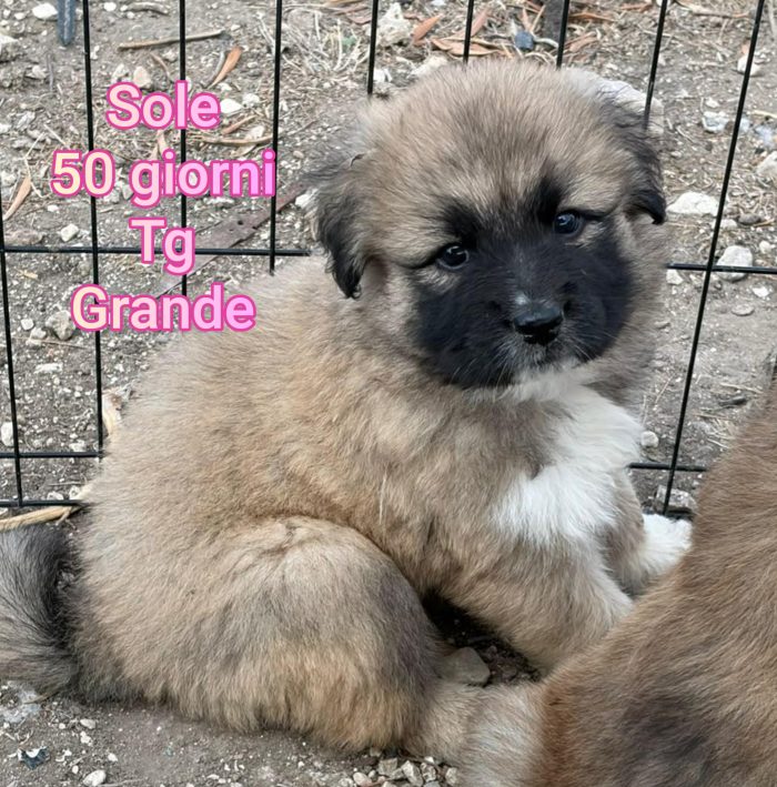 Cuccioline taglia grande