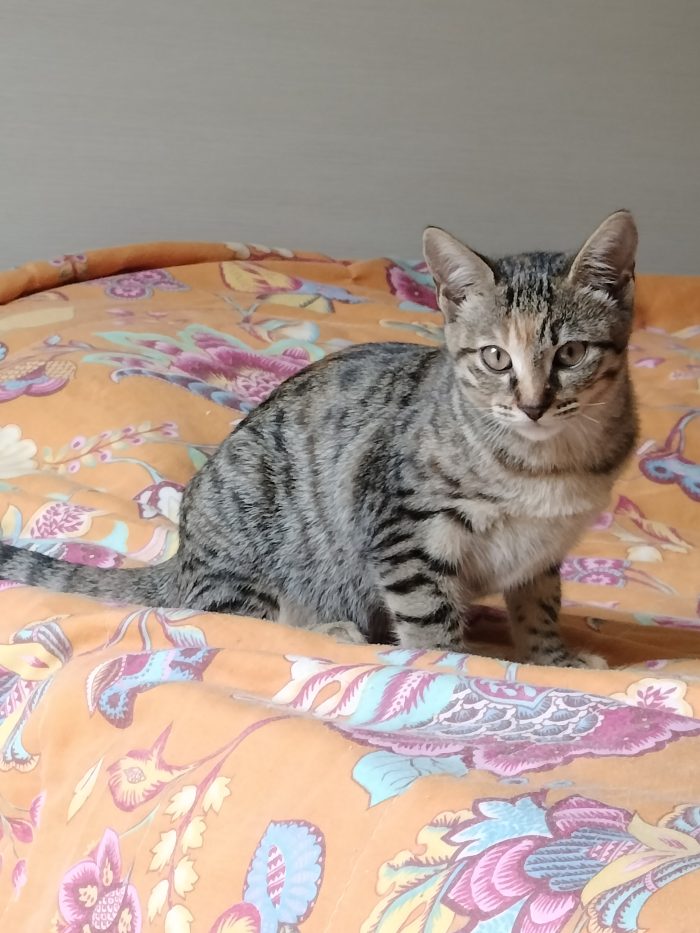 Micina di 3 mesi