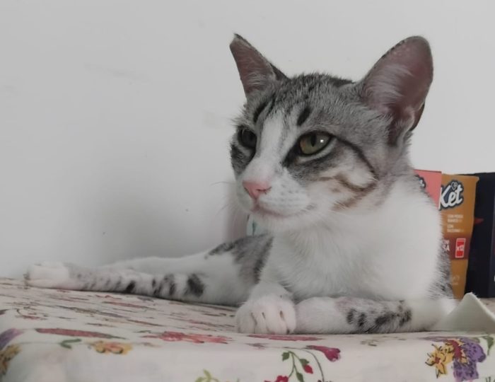 STELLINA, dolce micia 'FELV+' ma asintomatica