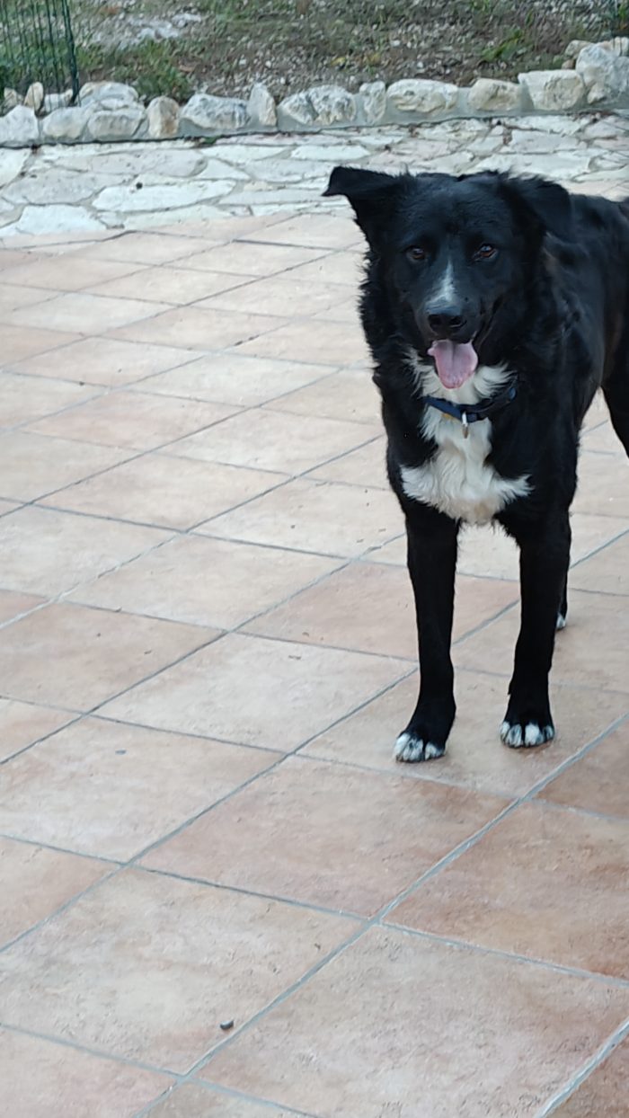 Dolcissimo black