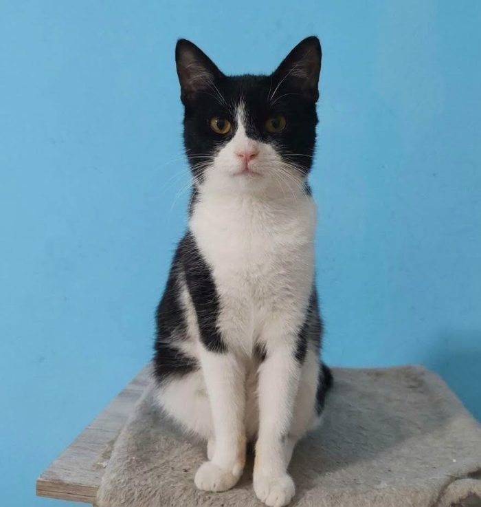 ROMINA, tenerissima gattina  in adozione!