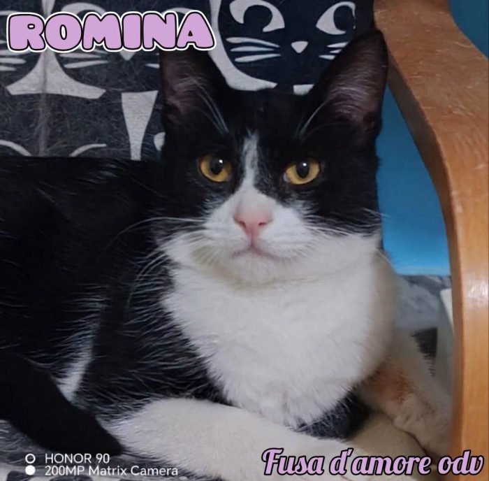 ROMINA, tenerissima gattina  in adozione!