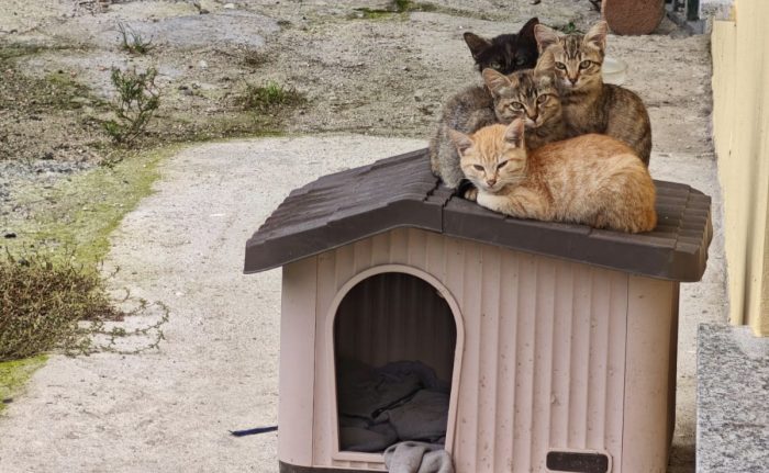 quattro gattini in addozione ♥️