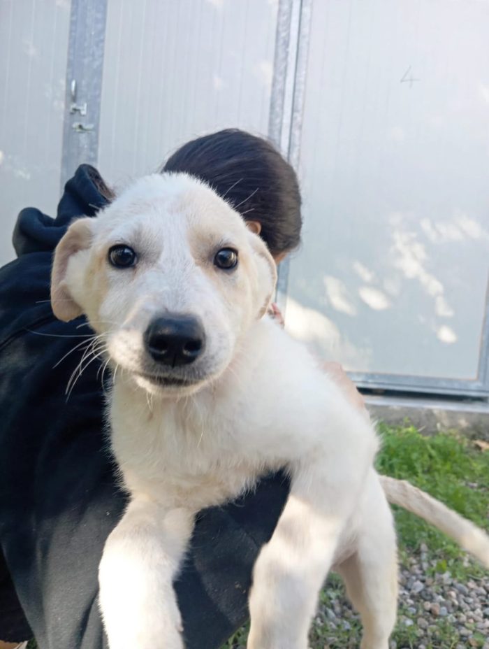 C’È UNA CUCCIOLA CHE NON SA ANCORA COSA SIA UNA CASA. SI CHIAMA ANITA