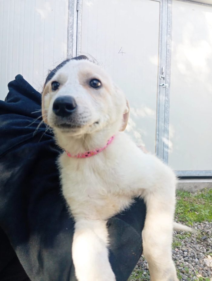 C’È UNA CUCCIOLA CHE NON SA ANCORA COSA SIA UNA CASA. SI CHIAMA ANITA