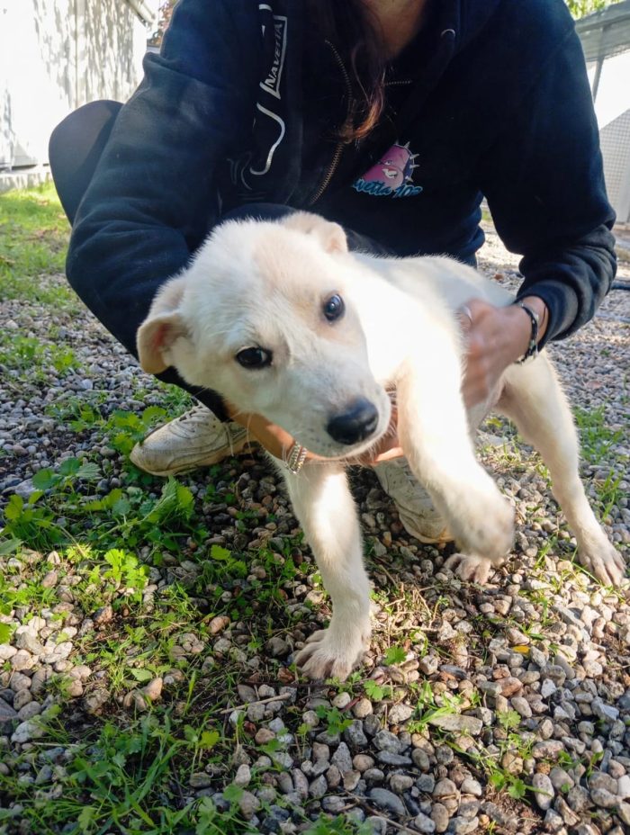 C’È UNA CUCCIOLA CHE NON SA ANCORA COSA SIA UNA CASA. SI CHIAMA ANITA - media 4