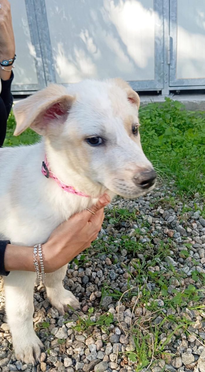 C’È UNA CUCCIOLA CHE NON SA ANCORA COSA SIA UNA CASA. SI CHIAMA ANITA - media 5