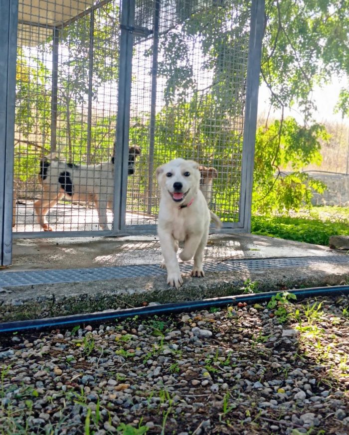 C’È UNA CUCCIOLA CHE NON SA ANCORA COSA SIA UNA CASA. SI CHIAMA ANITA - media 6