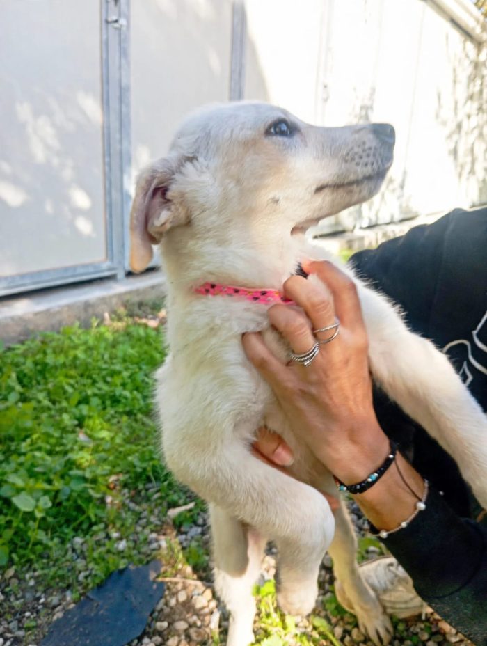 C’È UNA CUCCIOLA CHE NON SA ANCORA COSA SIA UNA CASA. SI CHIAMA ANITA